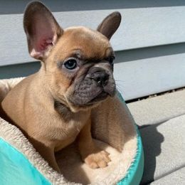 French Bulldogs from ABSEE Puppies