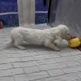 Isabella Base Cream Extreme Piebald Longhair Female - Cream female Dachshund puppy in Killeen, Texas from Southern Dachshunds