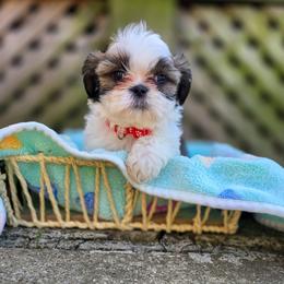 Poodle, Shichon, Shihpoo, Shih Tzu, and Shorkie Puppies from Ever After Tails