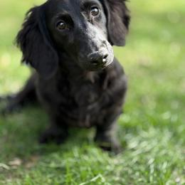Charlie - Dachshund