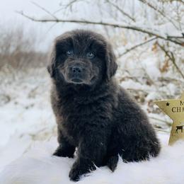 Newfoundland Puppies from Dyer Lake Newfoundland’s
