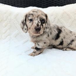 Otis - 3425 - Dapple male Dachshund puppy in Sonora, Kentucky from Maple Hill Miniature Dachshunds