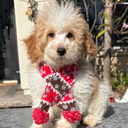 Boy 3 - Parti male Poodle puppy in San Diego, California from Goldendoodles & Poodles of San Diego