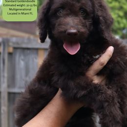 Mickey - Chocolate male Goldendoodle puppy in Palmetto Bay, Florida from SOMIDOODLES