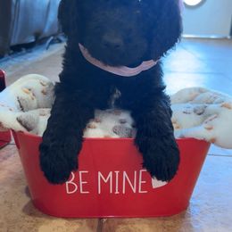 Goldendoodle Puppies from AZ Stickerdoodles