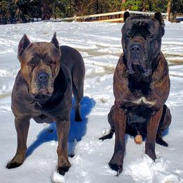 Cane Corso from Bane's Legacy Cane Corso