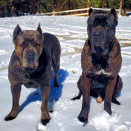 Cane Corso from Bane's Legacy Cane Corso