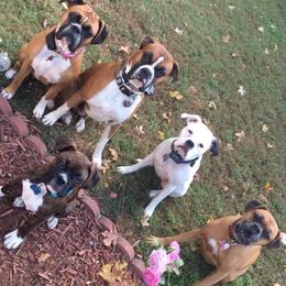 Boxers from Angels Boxer Babies