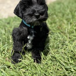Miniature Schnauzer puppies from Marley’s Babies