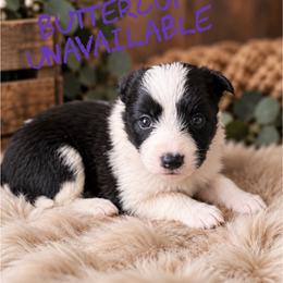 Buttercup - Black female Border Collie puppy in Sanger, California from Flying M Cactus Ranch Buddies