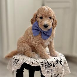 Rainbow Dash- Blue - Cream female Goldendoodle puppy in Bay City, Texas from Charming Doods Goldendoodles