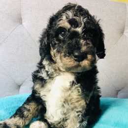 Bernedoodle and Goldendoodle Puppies from Rockbridge  puppies