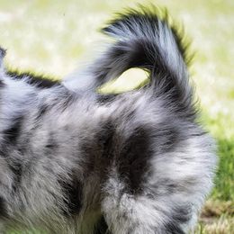 Miniature Australian Shepherds from Sugar Kaine Aussies