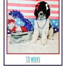 Poodle Puppies from Paw Print Poodles