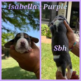 Purple collar- Isabella - Blue tan and white female Basset Hound puppy in Park City, Kansas from Stegmans Basset Hounds