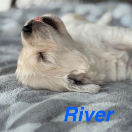 River - Light golden male Golden Retriever puppy in Piqua, Ohio from Golden’s of Remington Fields