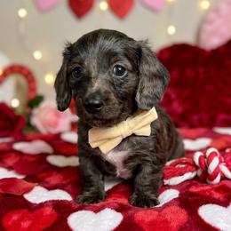 AKC - Ryder - Dapple male Dachshund puppy in Omaha, Nebraska from Colorful Dachshunds