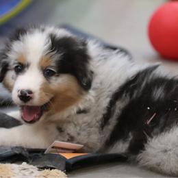 Sammy - Blue merle male Australian Shepherd puppy in Bagley, Iowa from Diamond M Aussies
