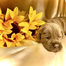 Red aka Aria - Gray female Cane Corso puppy in Hillsborough, New Jersey from Central Jersey K9