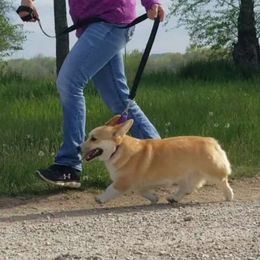 Bella - Pembroke Welsh Corgi