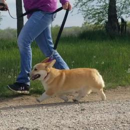 Bella - Pembroke Welsh Corgi