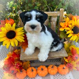 Miniature Schnauzer and Poodle Puppies from Crystal Rose Canines