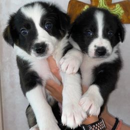 Border Collies from Sessums Farm