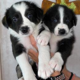 Border Collies from Sessums Farm