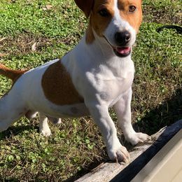Jack Russell Terrier All Grown Up from Kajun Jacks