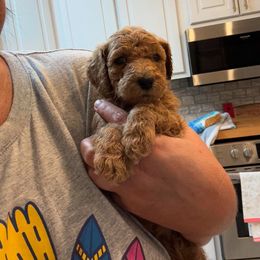 Goldendoodle Puppies from Quentin Brewer
