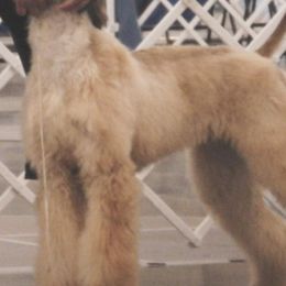 Afghan Hounds and Tibetan Terriers from Jen Trinque's Afghan Hounds and Tibetan Terriers