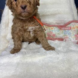 Orange - Red  male Goldendoodle puppy in Cleveland, Georgia from The O.G. Doodles