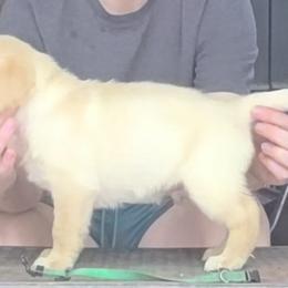 Male 4th Pick - Yellow male Labrador Retriever puppy in Andrews, South Carolina from Leyland Cypress Retrievers