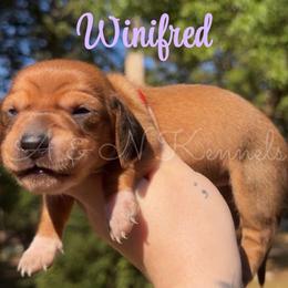 Winifred - Red female Dachshund puppy in Brandon, Mississippi from A & N Kennel’s Mini Dachshunds