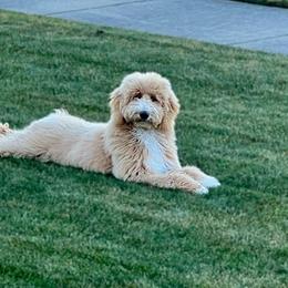 Goldendoodle Puppies from Hannah Mae Doodles