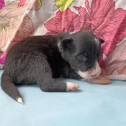 Toph - Black and white female Border Collie puppy in Max, Nebraska from Stag Valley Homestead
