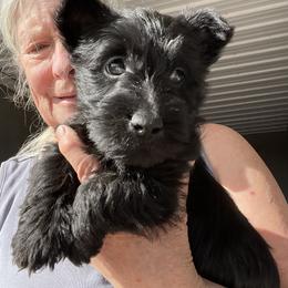 Yellow collar - Black brindle female Scottish Terrier puppy in Brule, Nebraska from Scottyland Yard