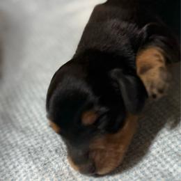 Bennett - Black and tan male Dachshund puppy in Salem, Oregon from Longdox Mini Dachshunds
