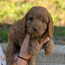 Hickory - Red male Cavapoo puppy in Coshocton, Ohio from Forever Family Puppies