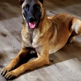 Venus - Belgian Malinois