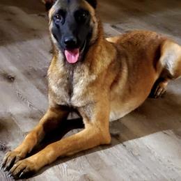 Venus - Belgian Malinois