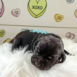 Mr Teal Collar - Black male Labrador Retriever puppy in Lake City, Michigan from Loon Lake Labradors
