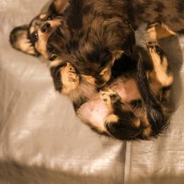 Dachshund Puppies from Ashley Kate’s Doxies