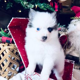 Comet - Blue male Pomsky puppy in Rhome, Texas from TyeDye Kennels