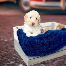Hazel - Cream female Australian Cobberdog puppy in Sarasota, Florida from Labe's Australian Cobberdogs