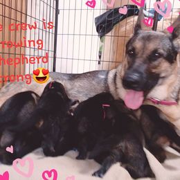 German Shepherds from Griffin's Mountain Kennel