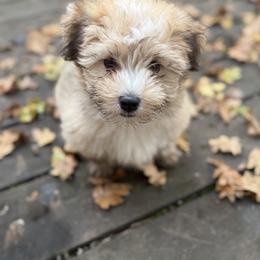 Havanese Puppies from PNW Havanese
