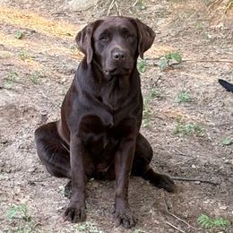Willa - Labrador Retriever