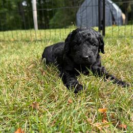 Baxter - Black male Bernedoodle puppy in Constableville, New York from Zehr’s Labradoodles & Bernedoodles