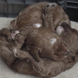 Goldendoodle and Labrador Retriever Puppies from Sagebrush Labradors and Doodles